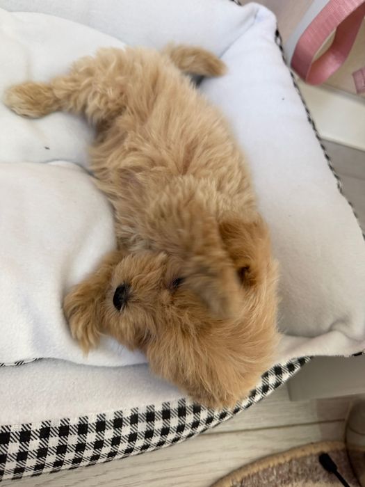 Продам щенка мини мальтипу