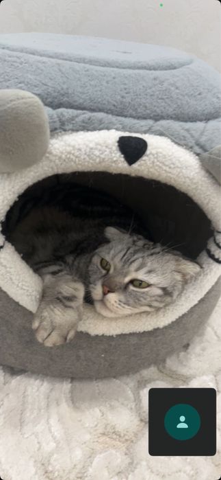 Отдам в добрые и хорошие руки