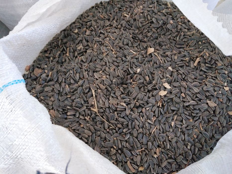 Vând Floarea Soarelui