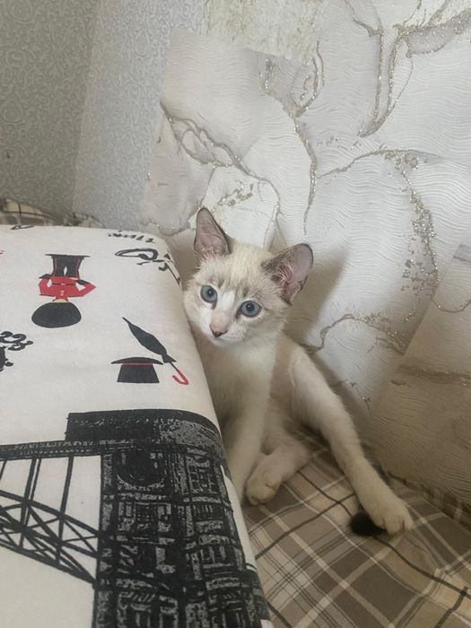 Отдам котенка  мальчик 3,5 месяца