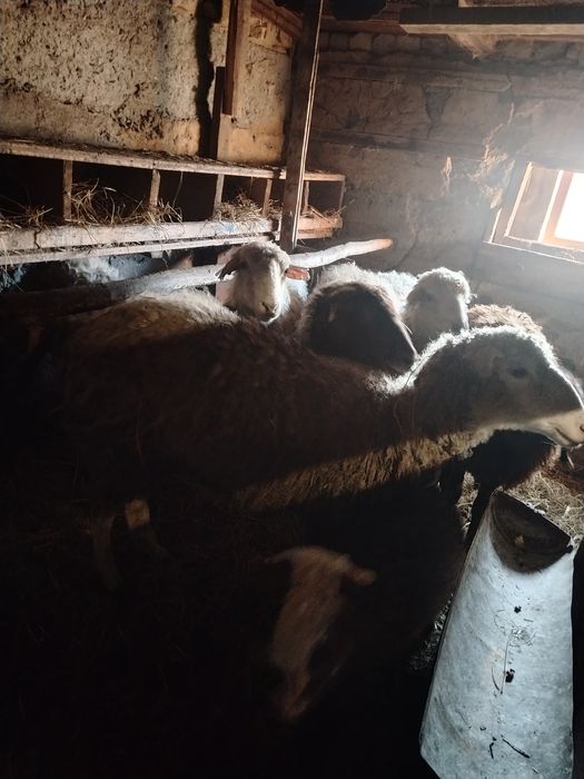 Продам овцематок с ягнятами