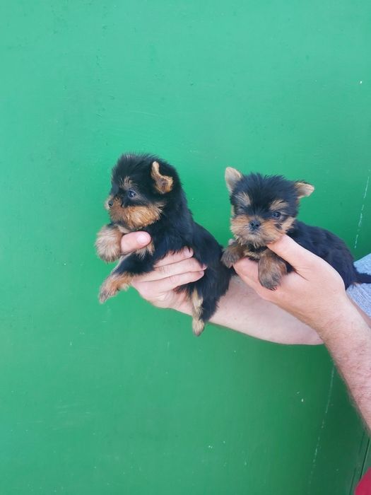 Йоркширски териер мини