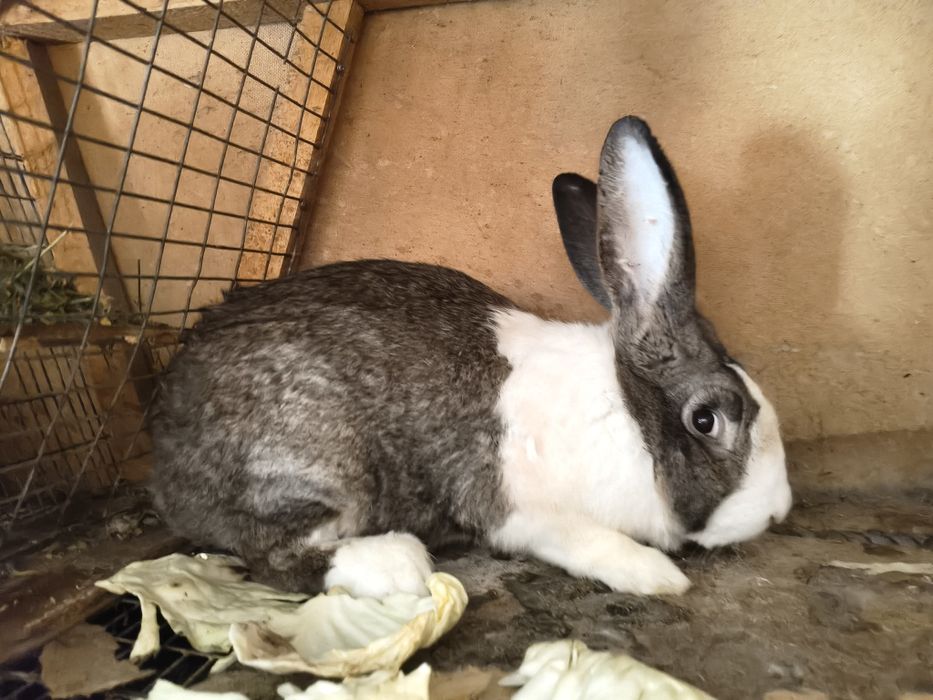 Продам самца на племя