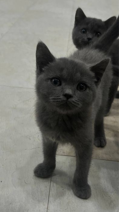 British Shorthair / Scottish Straight mushukchalari sotiladi