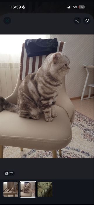 Продам хороший кот