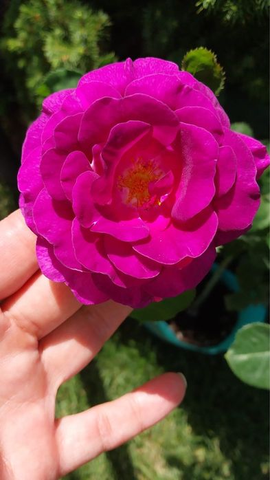 Розы с закрытой корневой