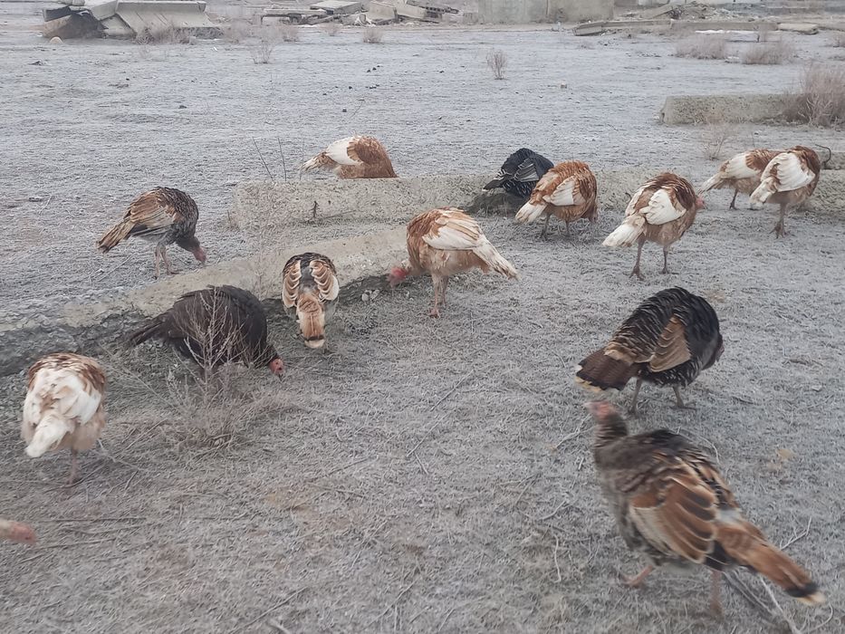 Күркетауық (үндік) Индюк индюшка