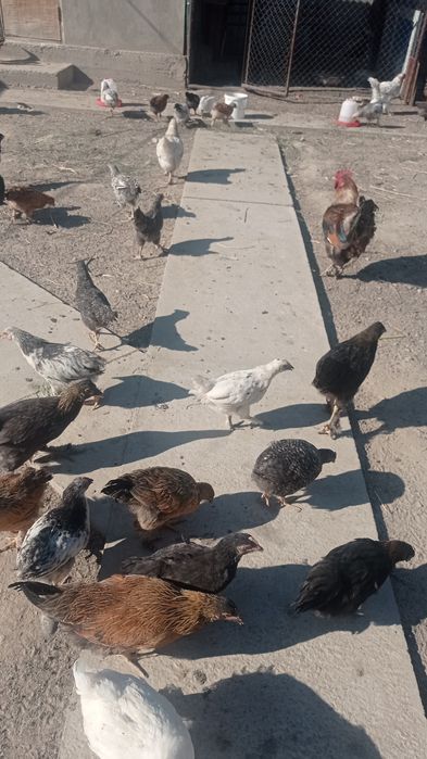 Цыплята разных пород 3 месячных