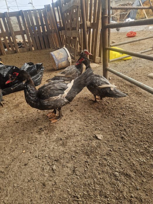 Индоутки  лавандовые