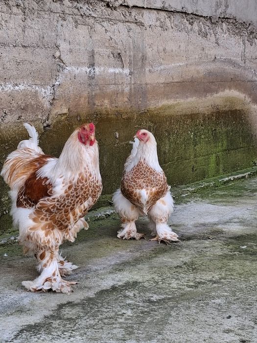 Яйцо Брама инкубационный