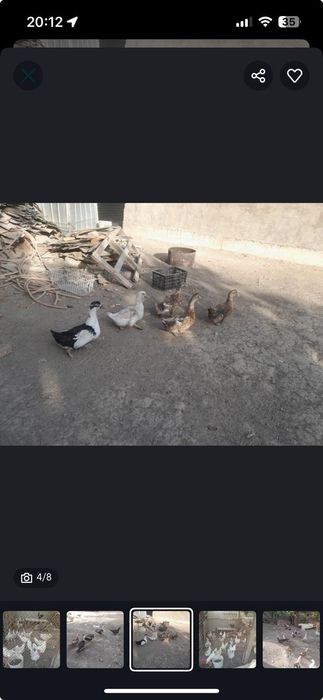 Куры гуси утки козы