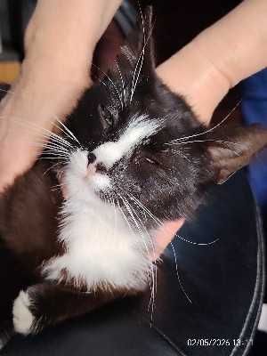 pisicute spre adoptie livrez la domiciliu