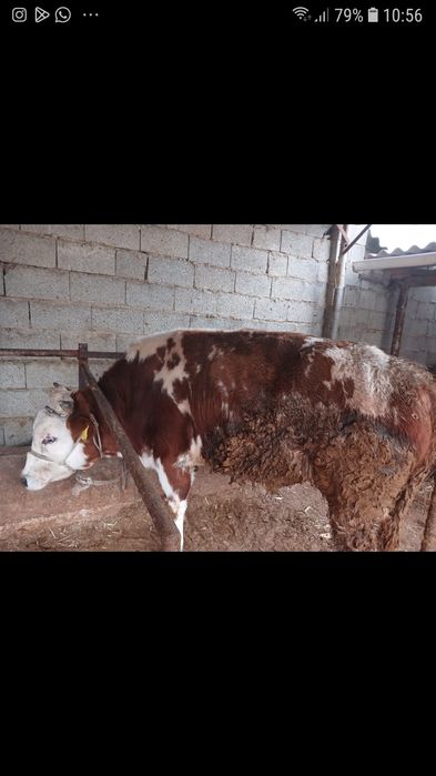 Бұқа сатылады бордақыда тұрған.