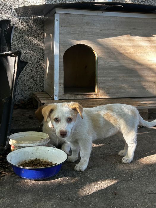 Кученца -подаряват се