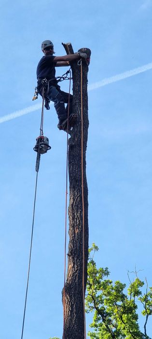 Toaletari/Defrisari Arbori