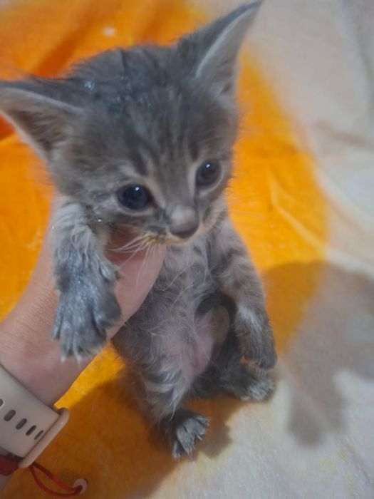 В добрые руки котята