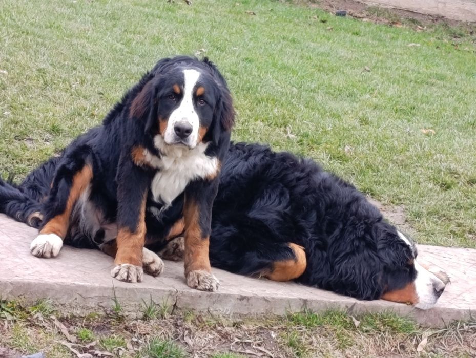 Femela Ciobanesc de Berna