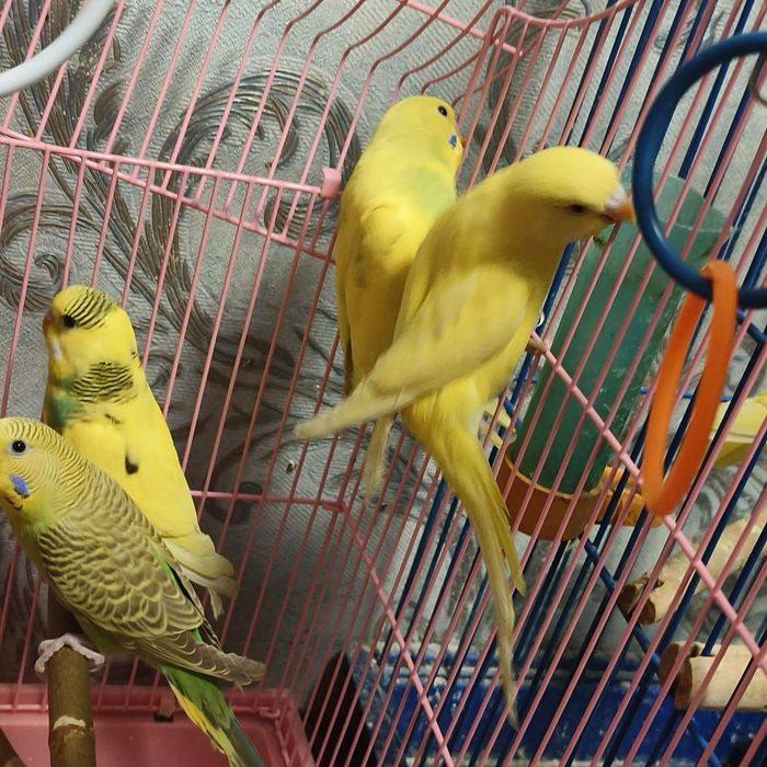 Продам волнистых попугаев