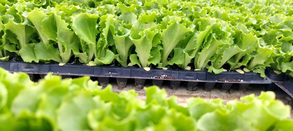 Промоция! Разсад салата!!!