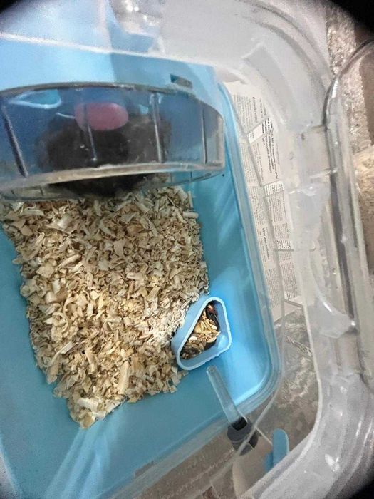 Продам Хомяка с контейнерам