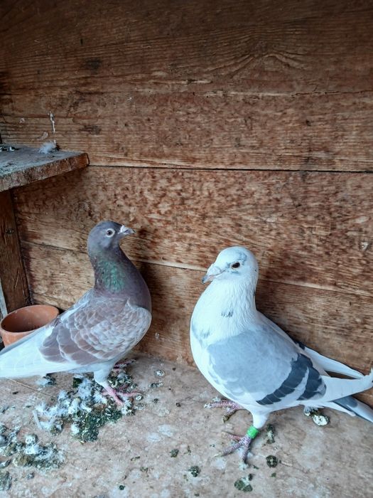 Porumbei de vânzare