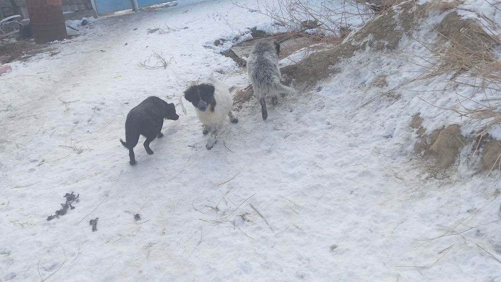 Отдам щенят 5 месяцев