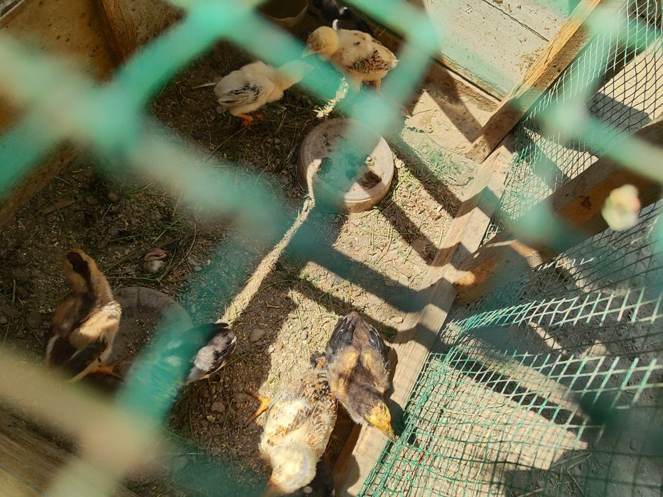 Kulangi tovuq hamda joʻjalar sotiladi