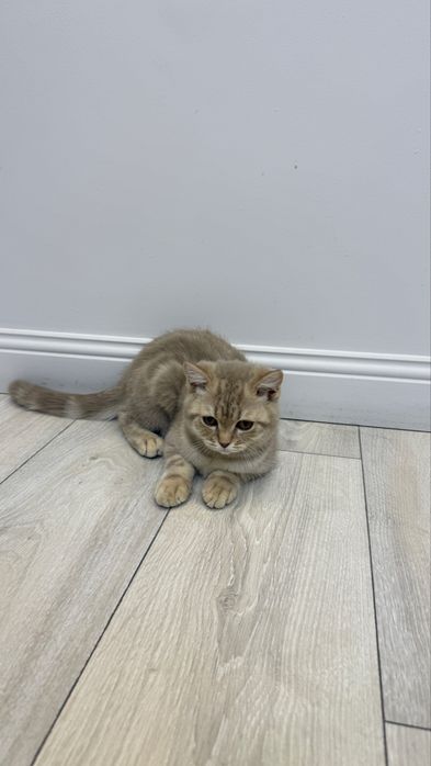Котенок Шотланка