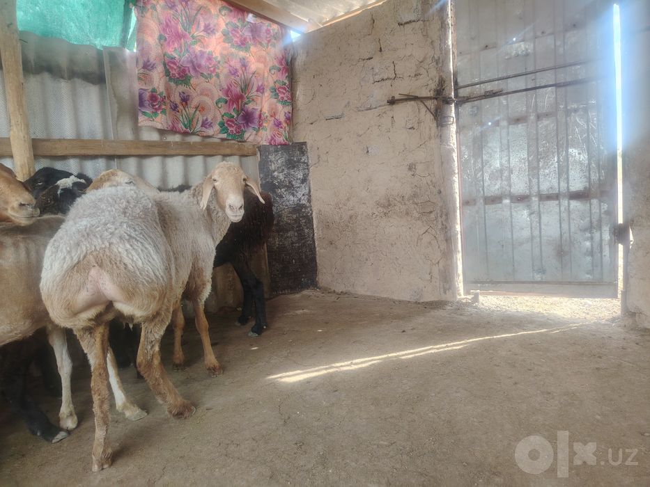 Qo'ylar holati alo darajada