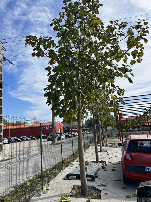 Paulownia puiet si maturi
