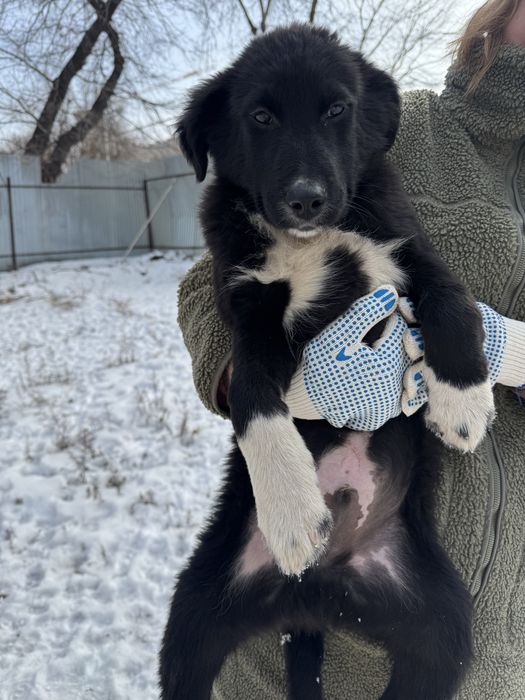 Пристраиваются щенки