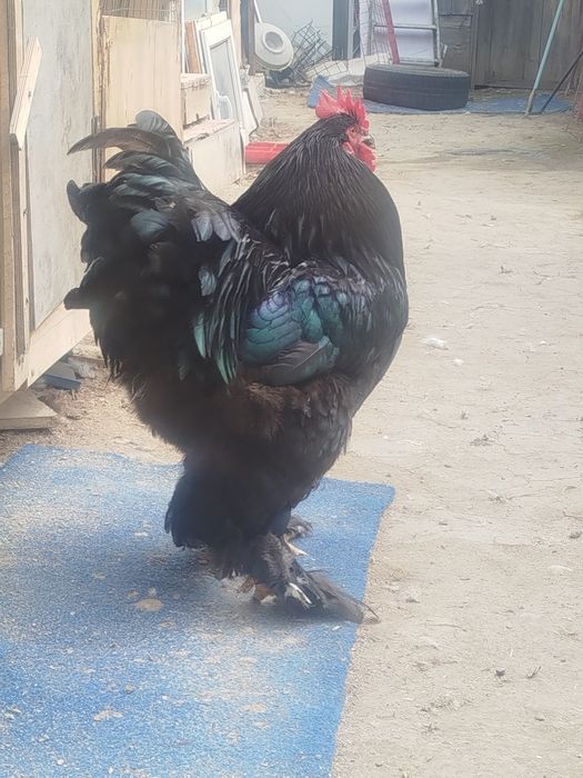 Кохинхин петух кохинхин