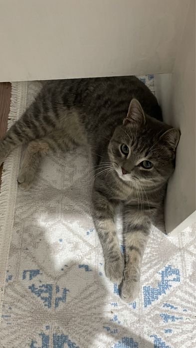 Отдам кота в добрые руки / Кот /котенок