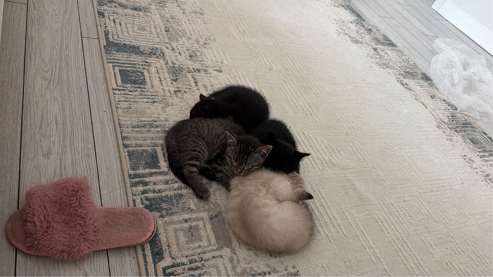 Котята в добрые руки