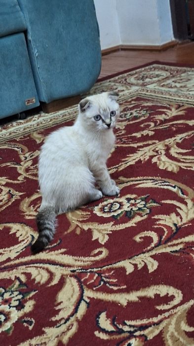 (Scottish Fold) Mushuk Sotiladi.