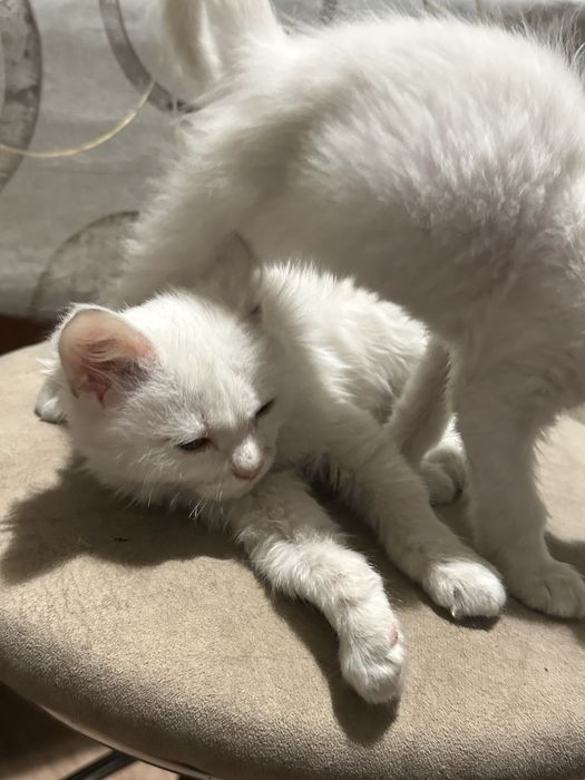 отдам котенка глухого в добрые руки