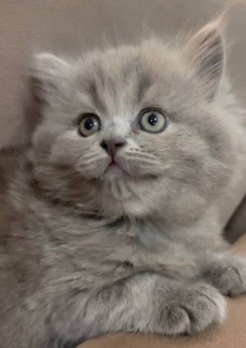 Шотландские котята кудрявые чистокровные