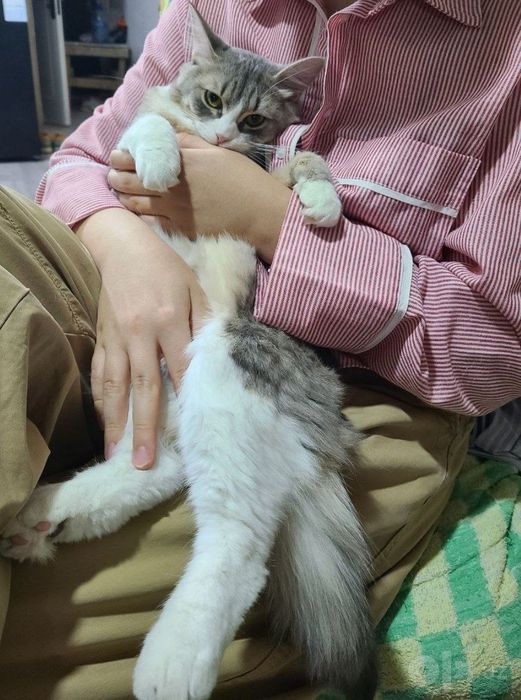котенок и кошечка