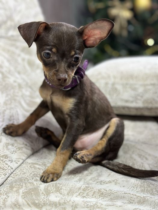 Вязка той терьера