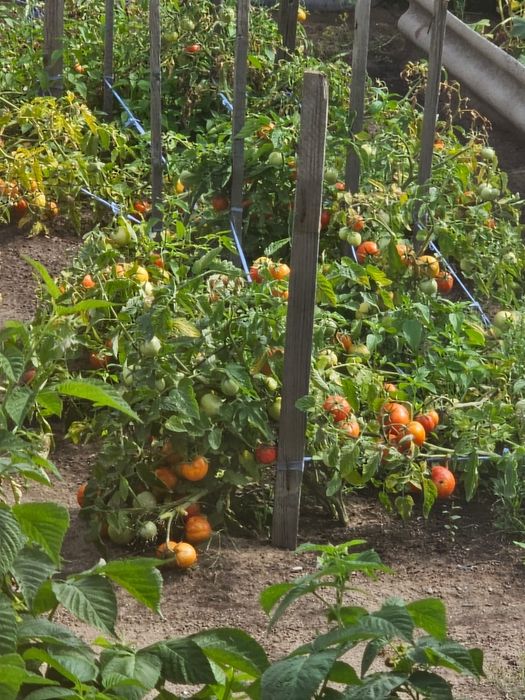 Биогумус удобрение.