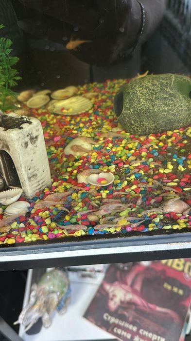 Продам сомиков- анцитрус .