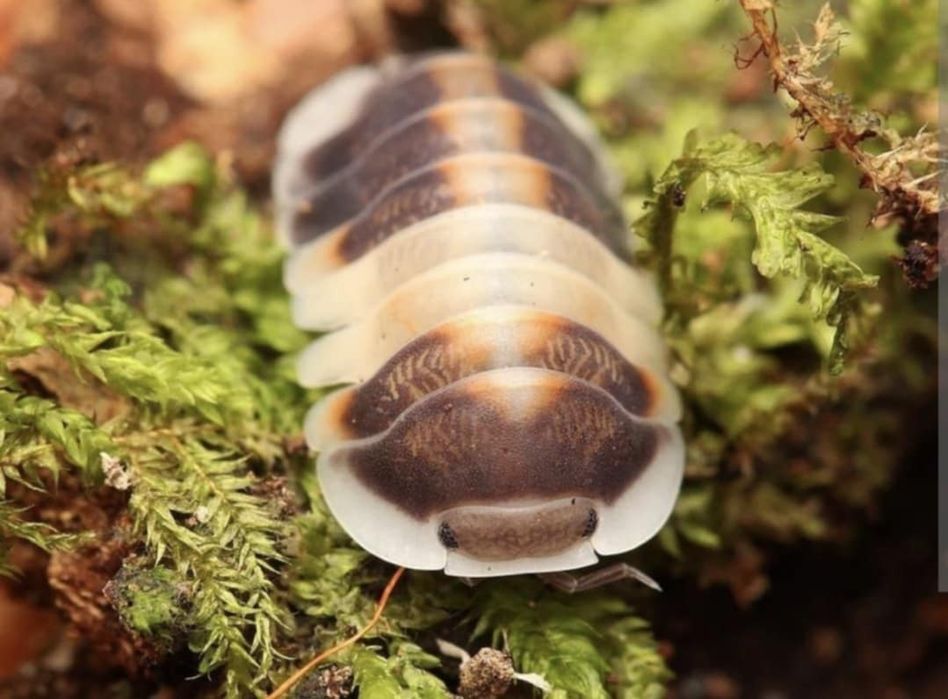 Izopode si miriapode