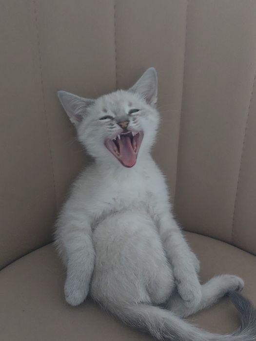 Отдам котенка в хорошие руки