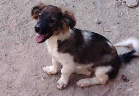 Diqqat!!! It  yo'qolib!