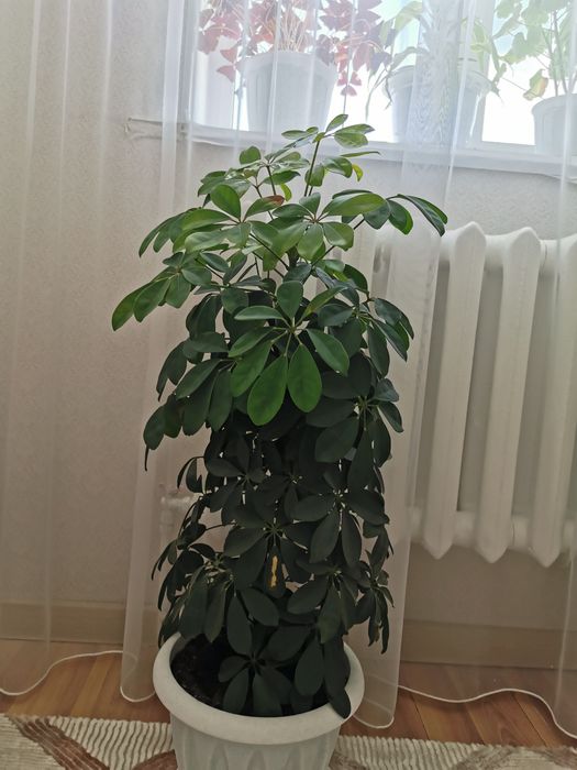 Продам комнатные цветы.