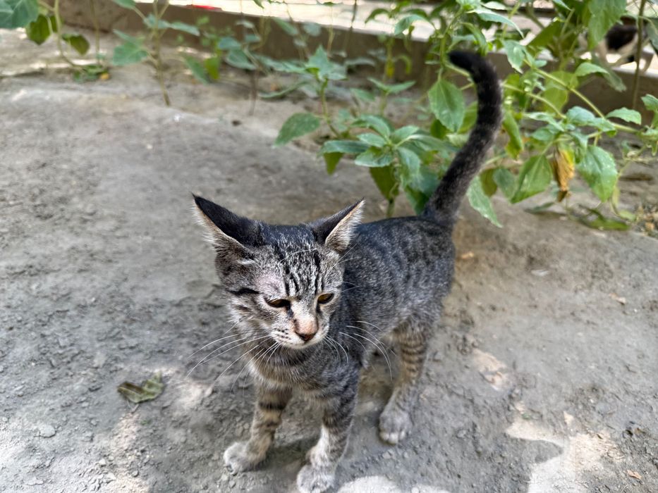 Отдам котят в хорошие руки