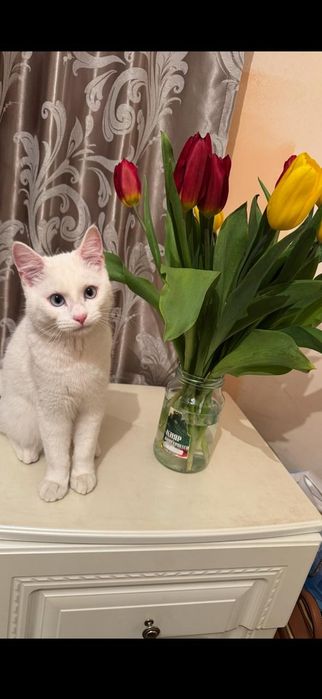 Отдам бесплатно в хорошие руки