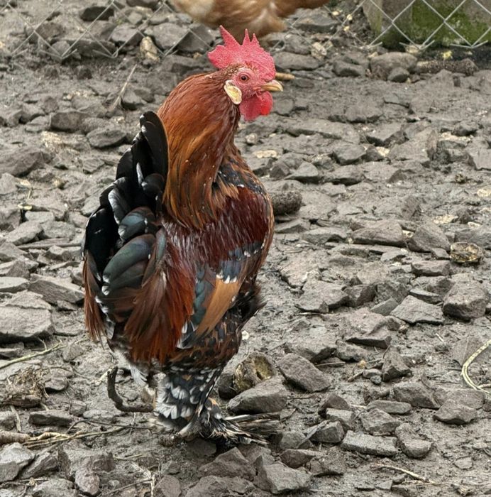 Vând cocosel mii de flori