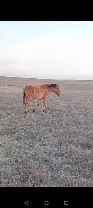 Мұғалжар жабағылар сатылады