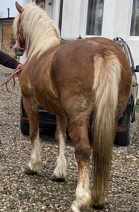 Iapa de 4 - 5 Ani Gestantă